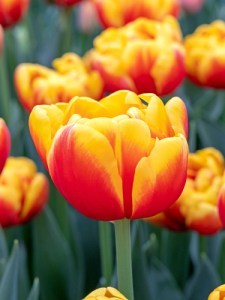 Tulipa Shell